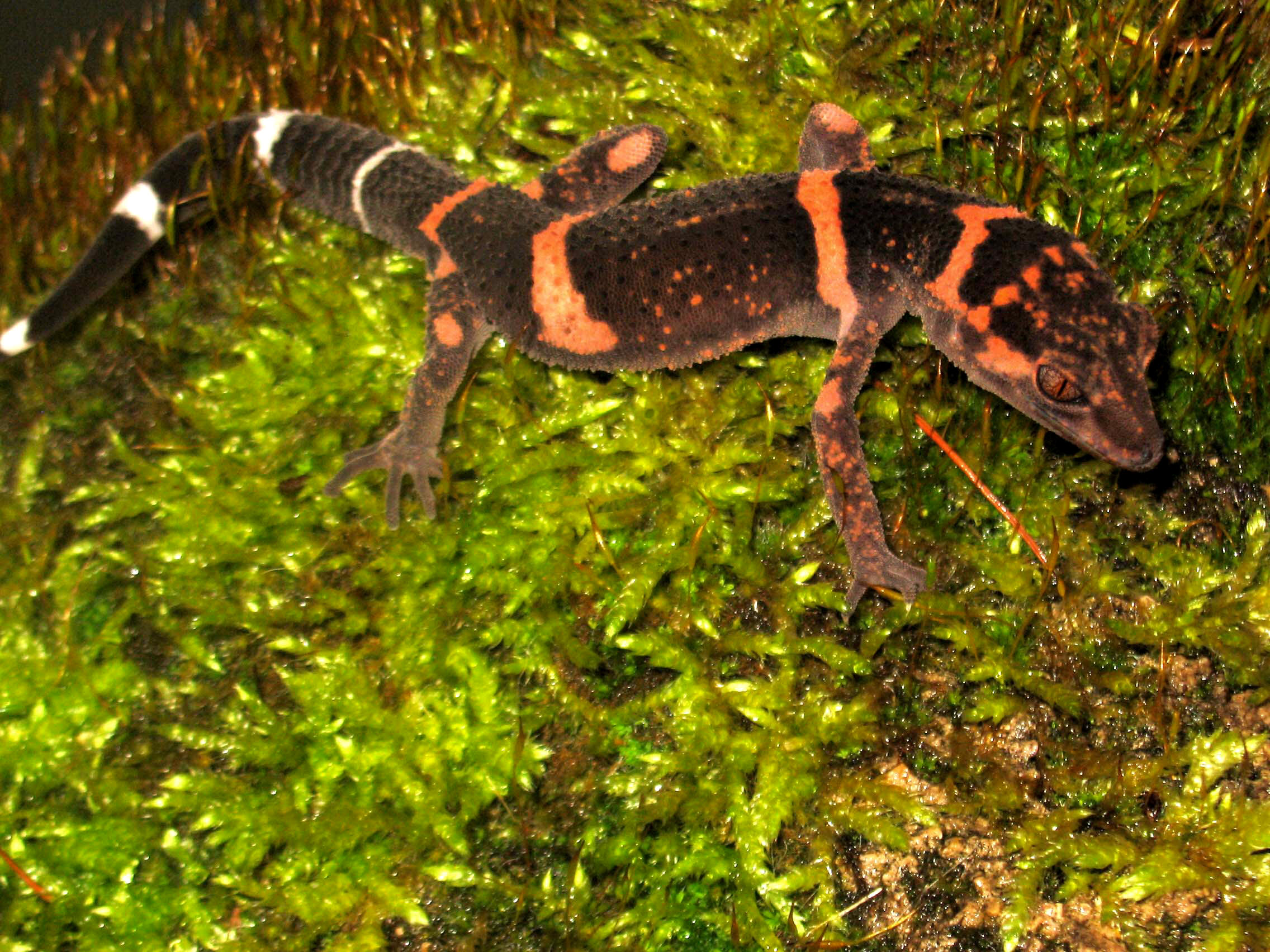 goniurosaurus orientalis toyamai yamashinae kuroiwae splendens